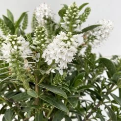 Hebe 'All Blooms®', Farbe Zufällig, Topf-Ø 17 Cm -Gartenbedarf Verkäufe 0690190098 Koelle Hebe All Blooms T12 weiss 6er Set 4 112400