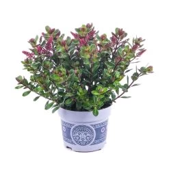 Hebe 'All Blooms®' Lila, Topf-Ø 12 Cm, 6er-Set -Gartenbedarf Verkäufe 0690190100 Koelle Hebe All Blooms T12 lila 6er Set WS 10 95623