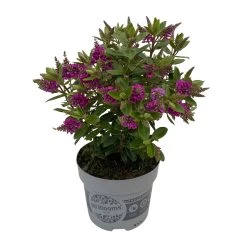 Hebe 'All Blooms®' Lila, Topf-Ø 12 Cm, 6er-Set -Gartenbedarf Verkäufe 0690190100 Koelle Hebe All Blooms T12 lila 6er Set WS 3 95731