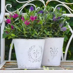 Hebe 'All Blooms®' Lila, Topf-Ø 12 Cm, 6er-Set -Gartenbedarf Verkäufe 0690190100 Koelle Hebe All Blooms T12 lila 6er Set WS 6 95620