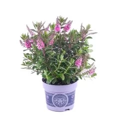 Hebe 'All Blooms®' Lila, Topf-Ø 12 Cm, 6er-Set -Gartenbedarf Verkäufe 0690190100 Koelle Hebe All Blooms T12 lila 6er Set WS 8 95622