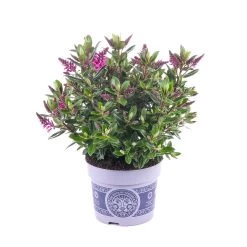 Hebe 'All Blooms®' Lila, Topf-Ø 12 Cm, 6er-Set -Gartenbedarf Verkäufe 0690190100 Koelle Hebe All Blooms T12 lila 6er Set WS 9 95621
