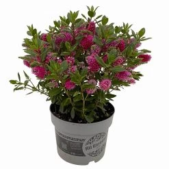 Hebe 'All Blooms®' Rot, Topf 17 Cm Ø -Gartenbedarf Verkäufe 0690190101 Hebe All Blooms T17 rot 3 114190