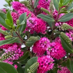 Hebe 'All Blooms®' Rot, Topf 17 Cm Ø -Gartenbedarf Verkäufe 0690190101 Hebe All Blooms T17 rot 4 114152