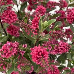 Hebe 'All Blooms®', Farbe Zufällig, Topf-Ø 17 Cm -Gartenbedarf Verkäufe 0690190101 Koelle Hebe All Blooms T17 rot 3 112383 1