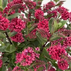Hebe 'All Blooms®', Farbe Zufällig, Topf-Ø 17 Cm -Gartenbedarf Verkäufe 0690190101 Koelle Hebe All Blooms T17 rot 4 112384 1