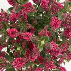 Hebe 'All Blooms®' Rot, Topf 17 Cm Ø -Gartenbedarf Verkäufe 0690190101 Koelle Hebe All Blooms T17 rot 7 112385