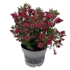 Hebe 'All Blooms®', Farbe Zufällig, Topf-Ø 17 Cm -Gartenbedarf Verkäufe 0690190101 Koelle Hebe All Blooms T17 rot 2 112509 1