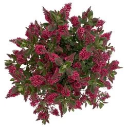 Hebe 'All Blooms®' Rot, Topf 17 Cm Ø -Gartenbedarf Verkäufe 0690190101 Koelle Hebe All Blooms T17 rot 6 112510