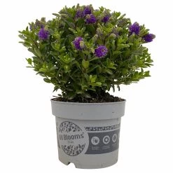 Hebe 'All Blooms®' Blau, Topf-Ø 17 Cm