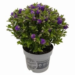 Hebe 'All Blooms®' Blau, Topf-Ø 17 Cm 13 Hebe 'All Blooms®' Blau, Topf-Ø 17 Cm -Gartenbedarf Verkäufe 0690190103 Hebe All Blooms T17 blau 3 114192