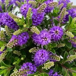 Hebe 'All Blooms®' Blau, Topf-Ø 17 Cm 15 Hebe 'All Blooms®' Blau, Topf-Ø 17 Cm -Gartenbedarf Verkäufe 0690190103 Hebe All Blooms T17 blau 5 114153