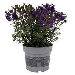 Hebe 'All Blooms®', Farbe Zufällig, Topf-Ø 17 Cm -Gartenbedarf Verkäufe 0690190103 Koelle Hebe All Blooms T17 blau 1 112511 1