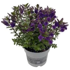 Hebe 'All Blooms®' Blau, Topf-Ø 17 Cm 17 Hebe 'All Blooms®' Blau, Topf-Ø 17 Cm -Gartenbedarf Verkäufe 0690190103 Koelle Hebe All Blooms T17 blau 2 112512