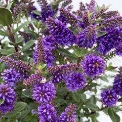 Hebe 'All Blooms®', Farbe Zufällig, Topf-Ø 17 Cm -Gartenbedarf Verkäufe 0690190103 Koelle Hebe All Blooms T17 blau 3 112386 1