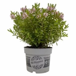 Hebe 'All Blooms®' Rosa, Topf-Ø 17 Cm -Gartenbedarf Verkäufe 0690190104 Hebe All Blooms T17 rosa 1 114194