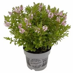 Hebe 'All Blooms®' Rosa, Topf-Ø 17 Cm -Gartenbedarf Verkäufe 0690190104 Hebe All Blooms T17 rosa 3 114195