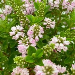 Hebe 'All Blooms®' Rosa, Topf-Ø 17 Cm -Gartenbedarf Verkäufe 0690190104 Hebe All Blooms T17 rosa 4 114154