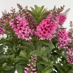 Hebe 'All Blooms®', Farbe Zufällig, Topf-Ø 17 Cm -Gartenbedarf Verkäufe 0690190104 Koelle Hebe All Blooms T17 rosa 5 112389