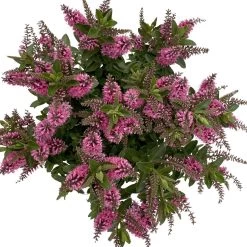 Hebe 'All Blooms®' Rosa, Topf-Ø 17 Cm -Gartenbedarf Verkäufe 0690190104 Koelle Hebe All Blooms T17 rosa 6 112515