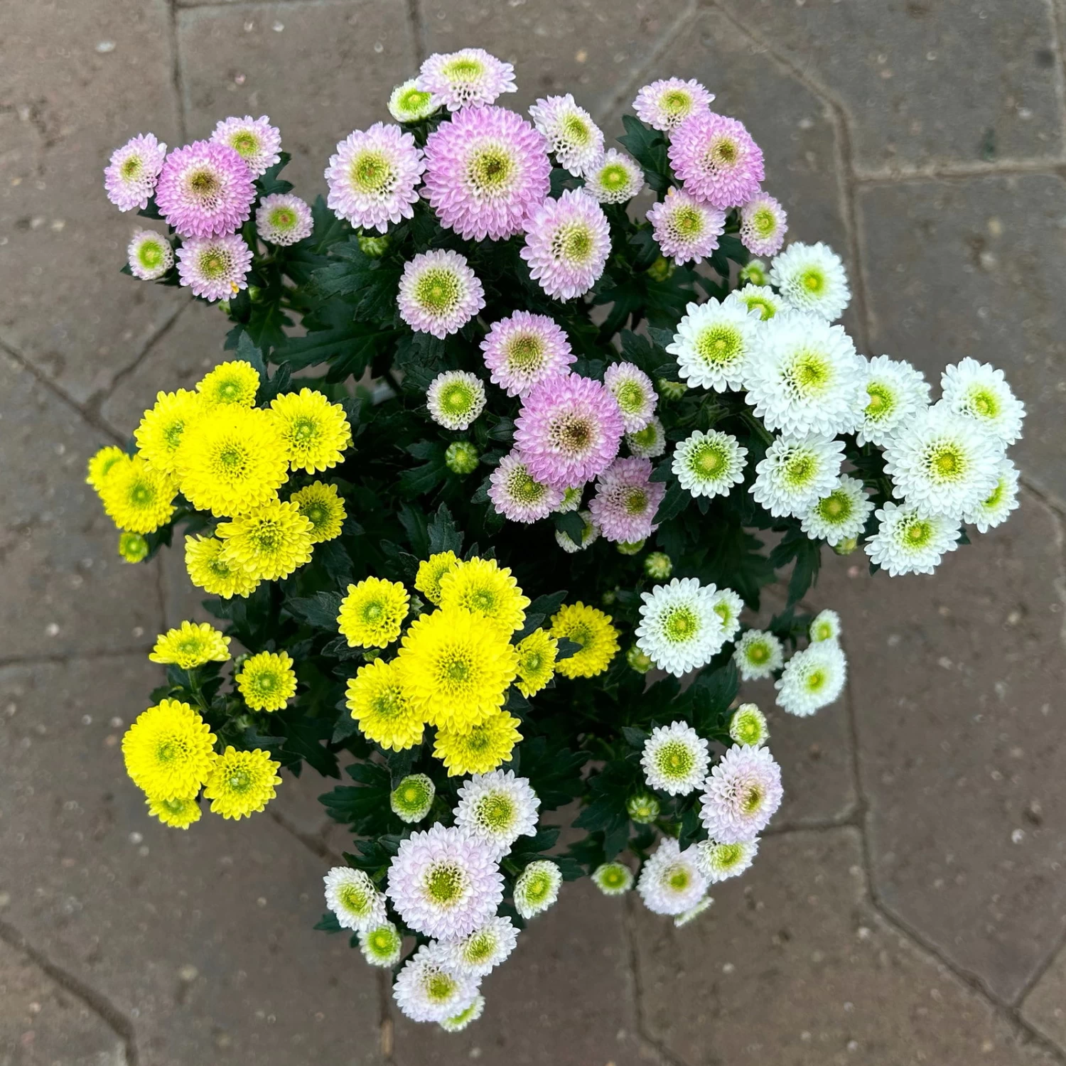 Chrysantheme Trio 'Calimero Carneval' Weiß-gelb-rosa, Gefüllt, Topf-Ø 12cm 2 Chrysantheme Trio 'Calimero Carneval' Weiß-gelb-rosa, Gefüllt, Topf-Ø 12cm – Bild 2