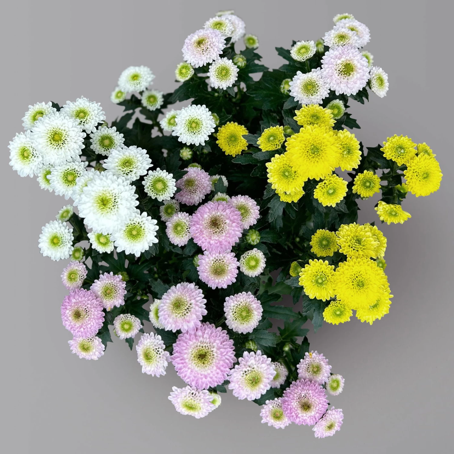 Chrysantheme Trio 'Calimero Carneval' Weiß-gelb-rosa, Gefüllt, Topf-Ø 12cm 5 Chrysantheme Trio 'Calimero Carneval' Weiß-gelb-rosa, Gefüllt, Topf-Ø 12cm – Bild 5