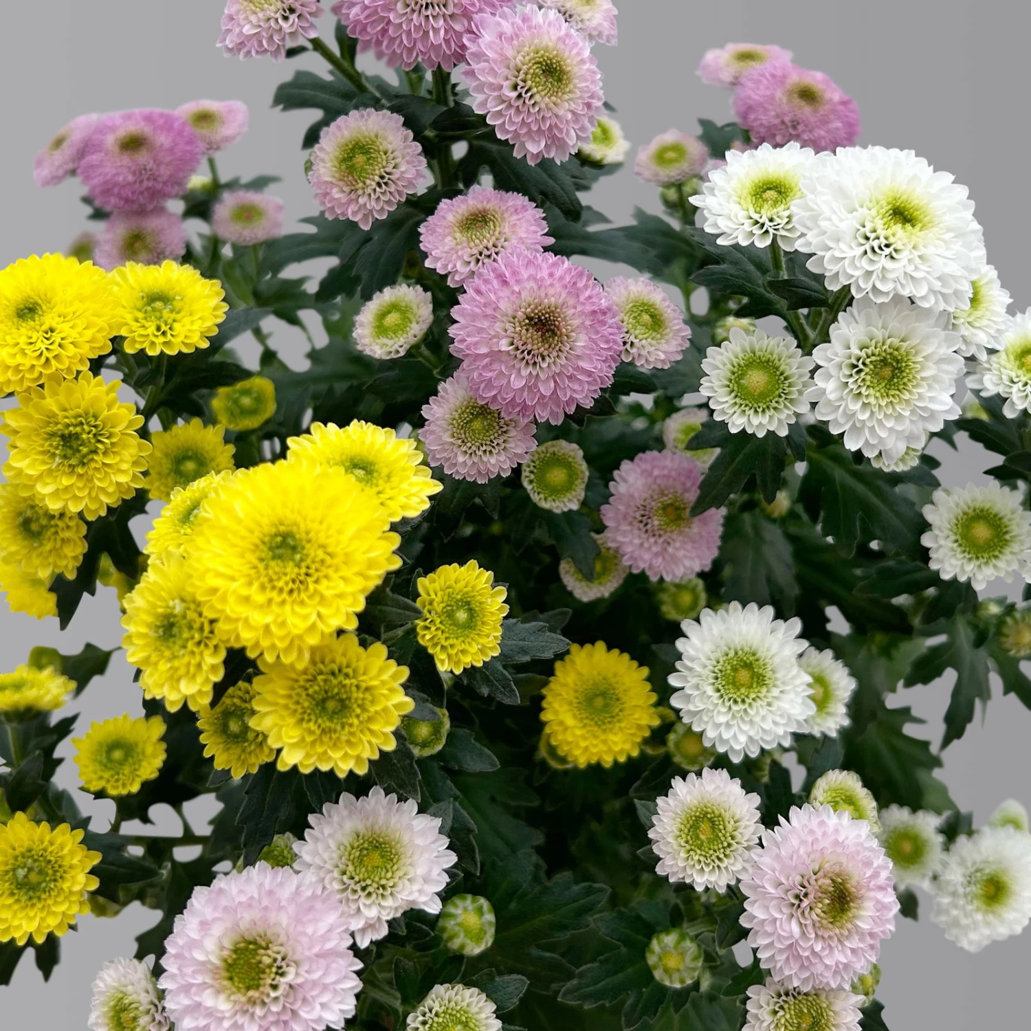 Chrysantheme Trio 'Calimero Carneval' Weiß-gelb-rosa, Gefüllt, Topf-Ø 12cm 3 Chrysantheme Trio 'Calimero Carneval' Weiß-gelb-rosa, Gefüllt, Topf-Ø 12cm – Bild 3