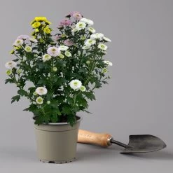 Chrysantheme Trio 'Calimero Carneval' Weiß-gelb-rosa, Gefüllt, Topf-Ø 12cm 10 Chrysantheme Trio 'Calimero Carneval' Weiß-gelb-rosa, Gefüllt, Topf-Ø 12cm -Gartenbedarf Verkäufe 0691110106 Chrysanthemum indicum Trio T12 Calimero Carneval 6er Set 5 126827