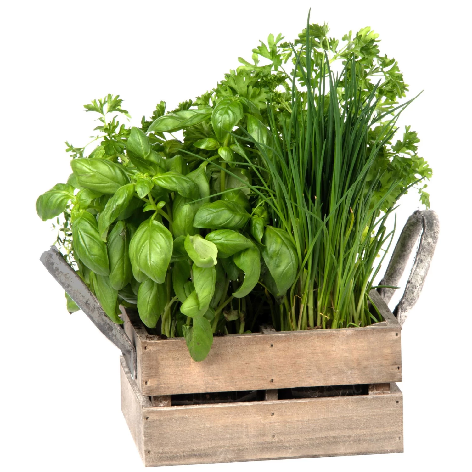 Küchenkräuterkiste Mit Saatgut & Anzuchterde 2 Küchenkräuterkiste Mit Saatgut & Anzuchterde – Bild 2