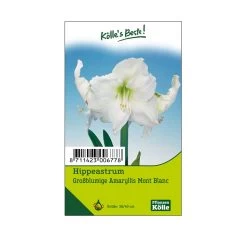 Großblumige Amaryllis Mont Blanc Weiß, 1 Blumenzwiebel