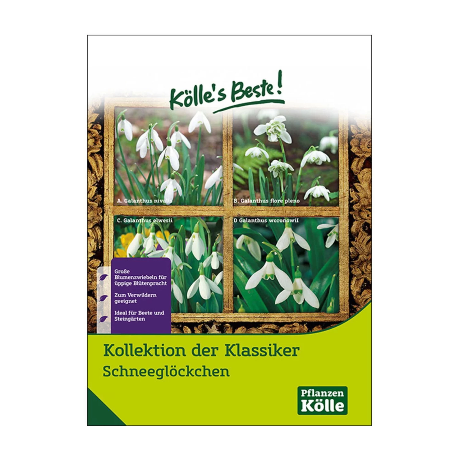 Schneeglöckchen Klassiker-Kollektion, 50 Blumenzwiebeln 1 Schneeglöckchen Klassiker-Kollektion, 50 Blumenzwiebeln