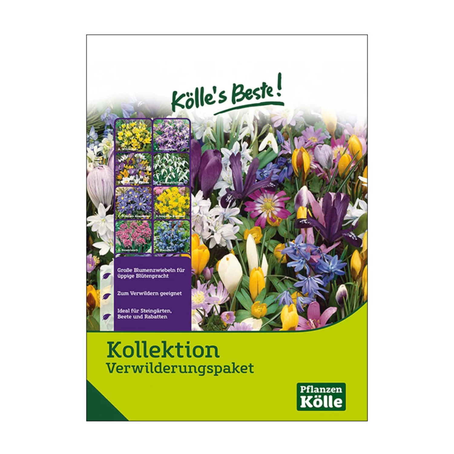 Verwilderungs-Kollektion 60 Blumenzwiebeln 1 Verwilderungs-Kollektion 60 Blumenzwiebeln