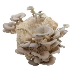 Bio Home Pilzzuchtset Für Austernpilze 5 Bio Home Pilzzuchtset Für Austernpilze -Gartenbedarf Verkäufe 0740400024 BIO Home Pilzzuchtset Austernpilz 2 32252