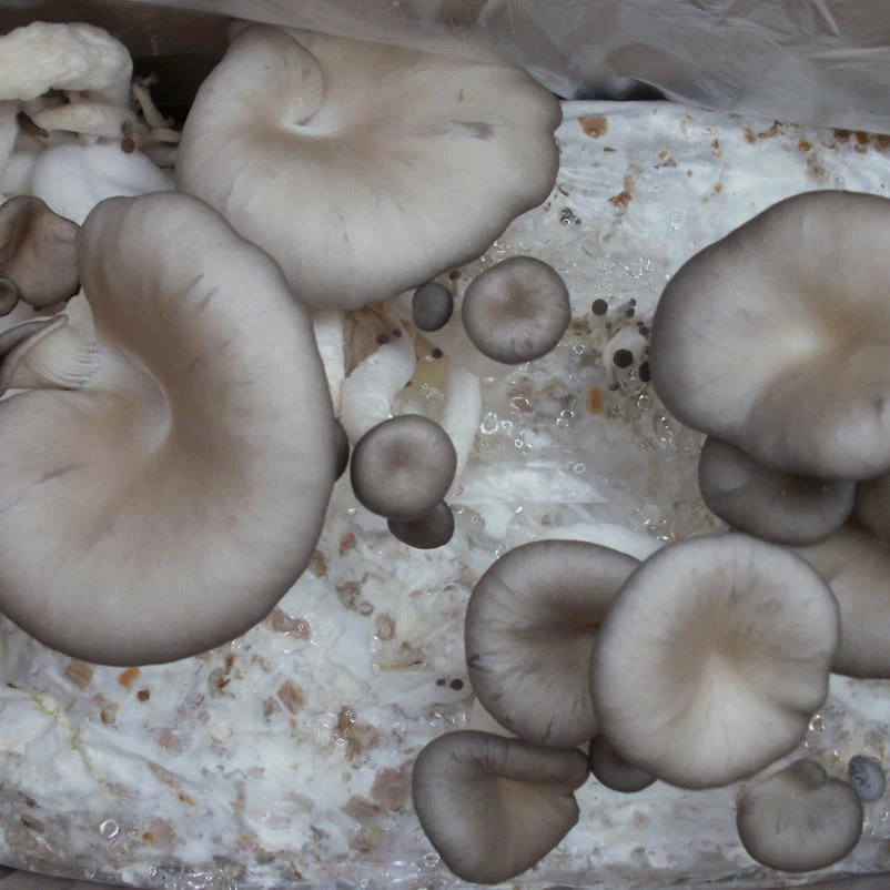 Bio Home Pilzzuchtset Für Austernpilze 2 Bio Home Pilzzuchtset Für Austernpilze – Bild 2