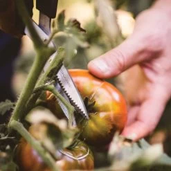 Gemüseschere Solid™ SP240, Schwarz/orange, Ca. 20 X 2 X 9 Cm 8 Gemüseschere Solid™ SP240, Schwarz/orange, Ca. 20 X 2 X 9 Cm -Gartenbedarf Verkäufe 0920300733 solid gemuese schere sp240 5 1 118064