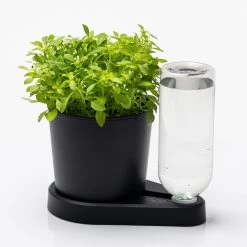 Kräuterheld, Schwarz, PP/PET, 14 X 14 X 22 Cm -Gartenbedarf Verkäufe 0930101632 Kraeuterheld schwarz2 116324