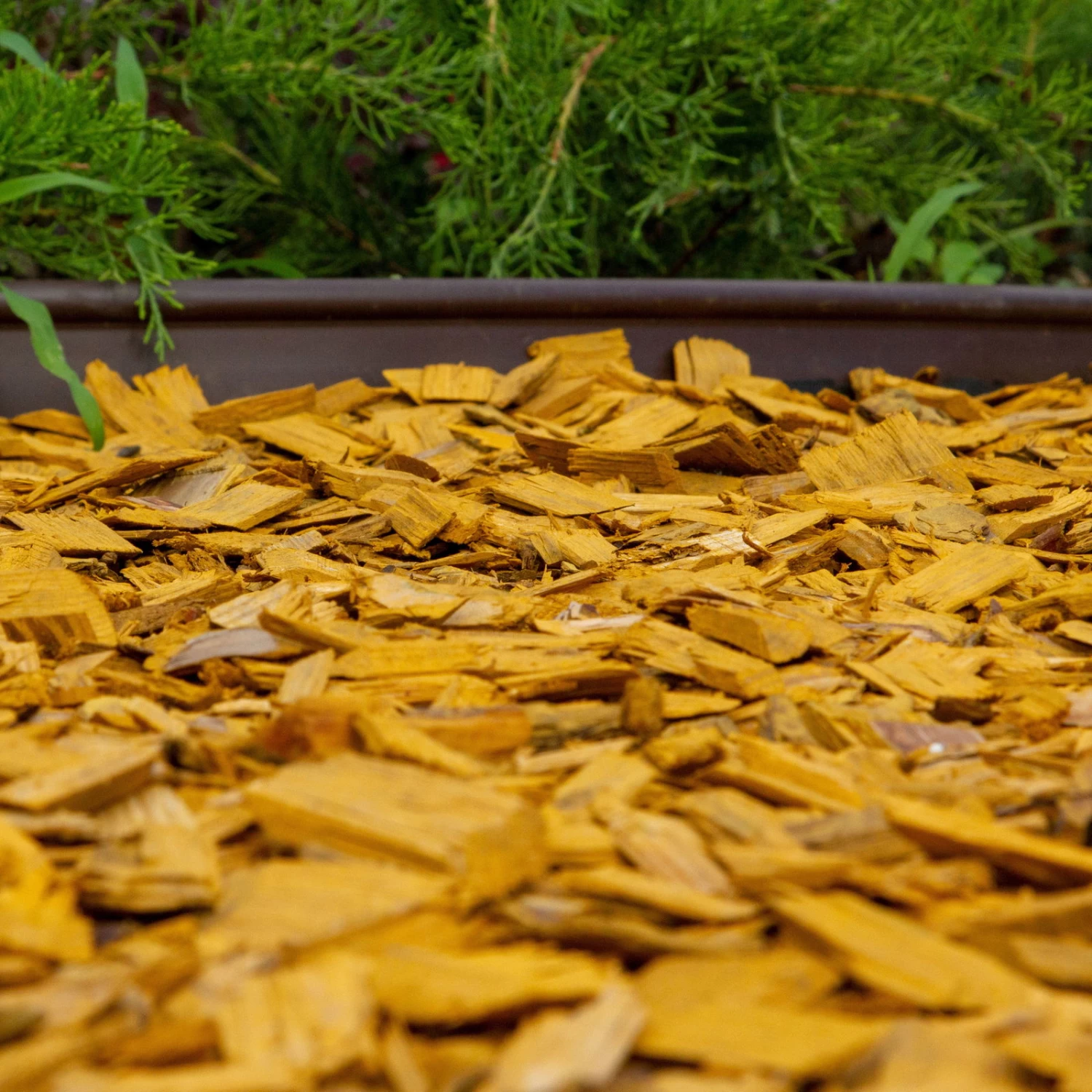 Plantop Dekormulch Goldgelb, 1950 L Gesamt, 39 Sack á 50 Liter 2 Plantop Dekormulch Goldgelb, 1950 L Gesamt, 39 Sack á 50 Liter – Bild 2