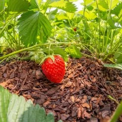 Plantavital Rindenmulch Fein, 2280l, 57 Sack á 40l -Gartenbedarf Verkäufe 0960 rindenmulch 2 125173