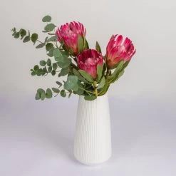 Blumenbund Protea 'Silvia' & Eukalyptus, Inkl. Gratis Grußkarte 5 Blumenbund Protea 'Silvia' & Eukalyptus, Inkl. Gratis Grußkarte -Gartenbedarf Verkäufe 1025700018 Strauss Protea Silvia mit Cinerea 2 102267