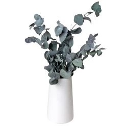 Eucalyptus Cinerea, Getrocknet, Ca. 50 Cm Lang 5 Eucalyptus Cinerea, Getrocknet, Ca. 50 Cm Lang -Gartenbedarf Verkäufe 1055300001 Eukalyptus Natur 100gr gefriergetrocknet 2 83163