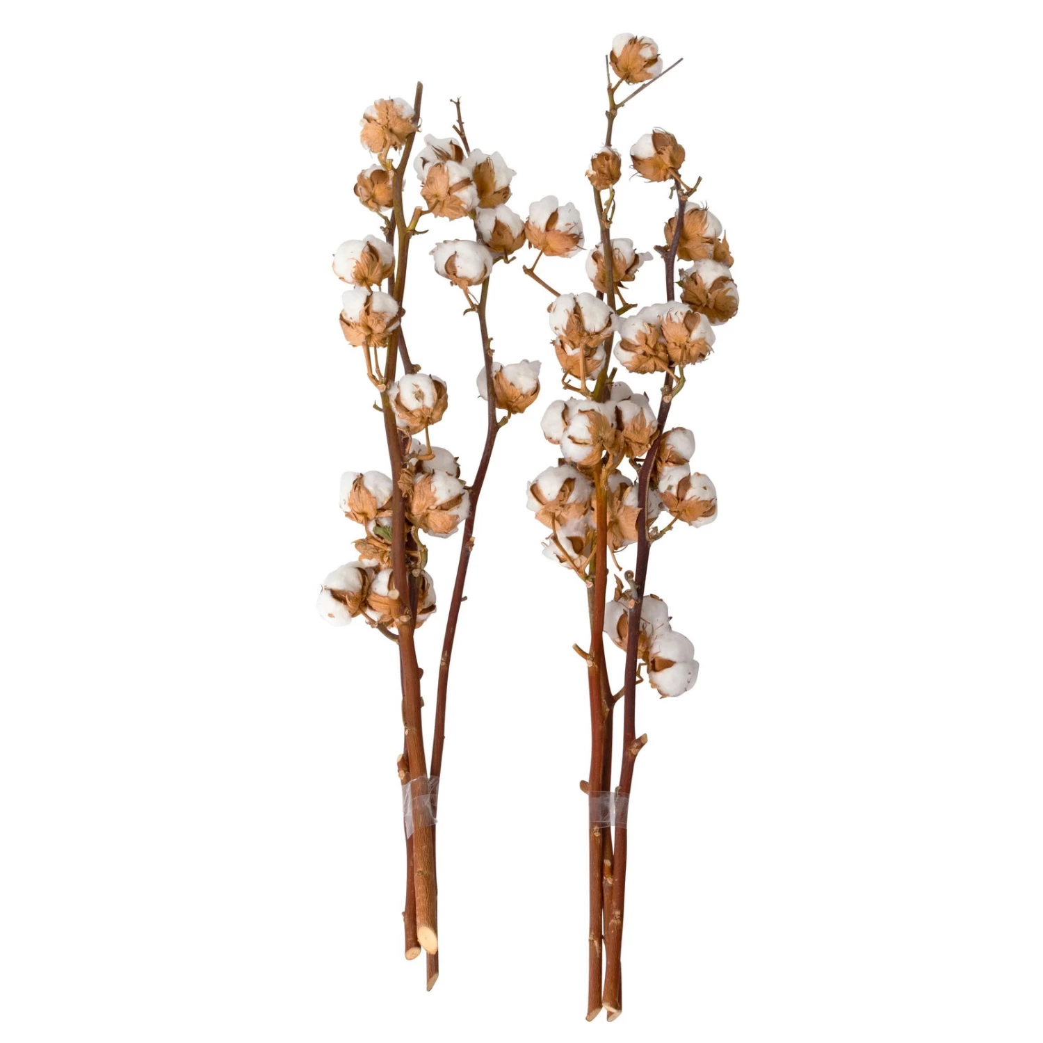 Baumwolle, 3er-Bund, 2er-Set 2 Baumwolle, 3er-Bund, 2er-Set – Bild 2