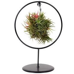 Tillandsia 'Magic Ball' In Rundem Metallgestell, 17cm Ø 14 Tillandsia 'Magic Ball' In Rundem Metallgestell, 17cm Ø -Gartenbedarf Verkäufe 1530102423 Tillandsia Ring Magic Ball rund 2 86441