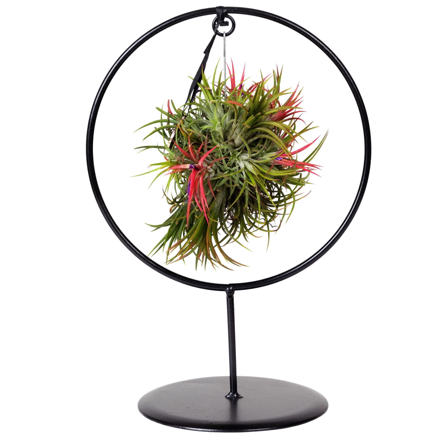 Tillandsia 'Magic Ball' In Rundem Metallgestell, 17cm Ø 5 Tillandsia 'Magic Ball' In Rundem Metallgestell, 17cm Ø – Bild 5