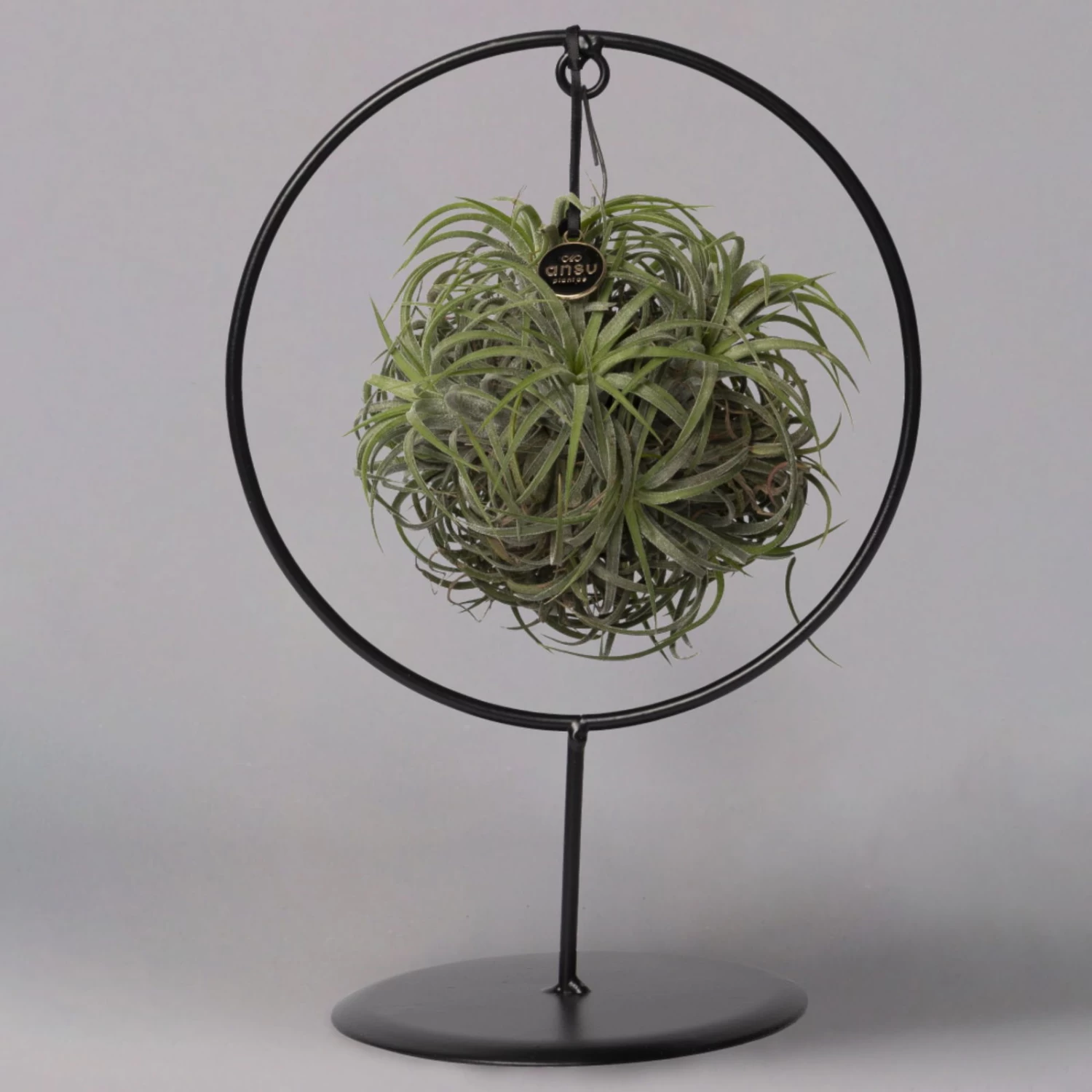 Tillandsia 'Magic Ball' In Rundem Metallgestell, 17cm Ø 3 Tillandsia 'Magic Ball' In Rundem Metallgestell, 17cm Ø – Bild 3