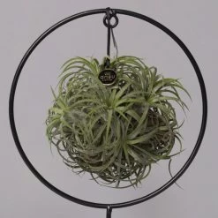 Tillandsia 'Magic Ball' In Rundem Metallgestell, 17cm Ø 11 Tillandsia 'Magic Ball' In Rundem Metallgestell, 17cm Ø -Gartenbedarf Verkäufe 1530150012 Tillandsia Ring Magic Ball rund 2 115572