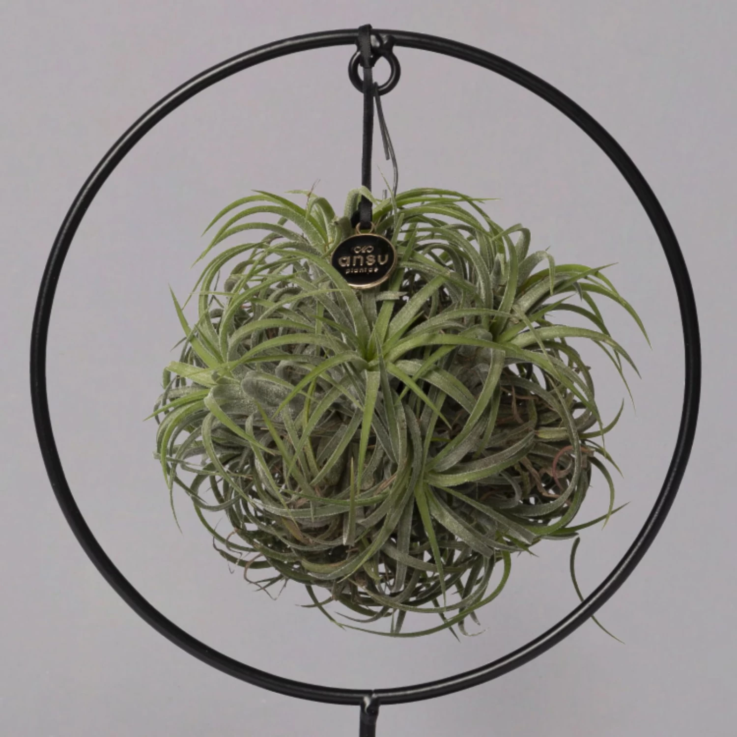 Tillandsia 'Magic Ball' In Rundem Metallgestell, 17cm Ø 4 Tillandsia 'Magic Ball' In Rundem Metallgestell, 17cm Ø – Bild 4