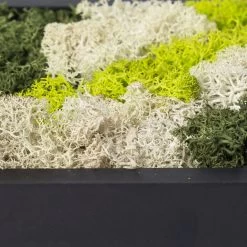 Rundes Moosbild Mit Schwarzem Rahmen, 38 Cm Ø 9 Rundes Moosbild Mit Schwarzem Rahmen, 38 Cm Ø -Gartenbedarf Verkäufe 1530150084 Moosbild rund 38 cm 2 115776