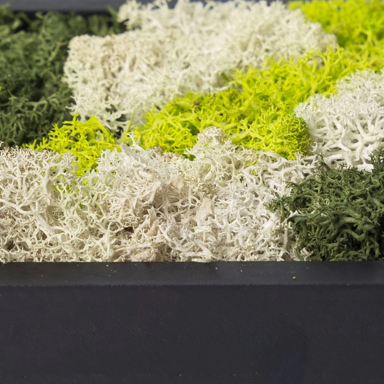 Rundes Moosbild Mit Schwarzem Rahmen, 38 Cm Ø 4 Rundes Moosbild Mit Schwarzem Rahmen, 38 Cm Ø – Bild 4