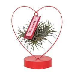 Tillandsia In Herzförmigem Metallgestell, Rot, Höhe Ca. 23 Cm