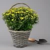 Chrysantheme Gelb Im Henkelkorb, Topf-Ø 19 Cm